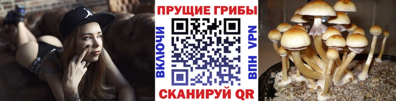 Псилоцибиновые грибы Magic Shrooms Калининград